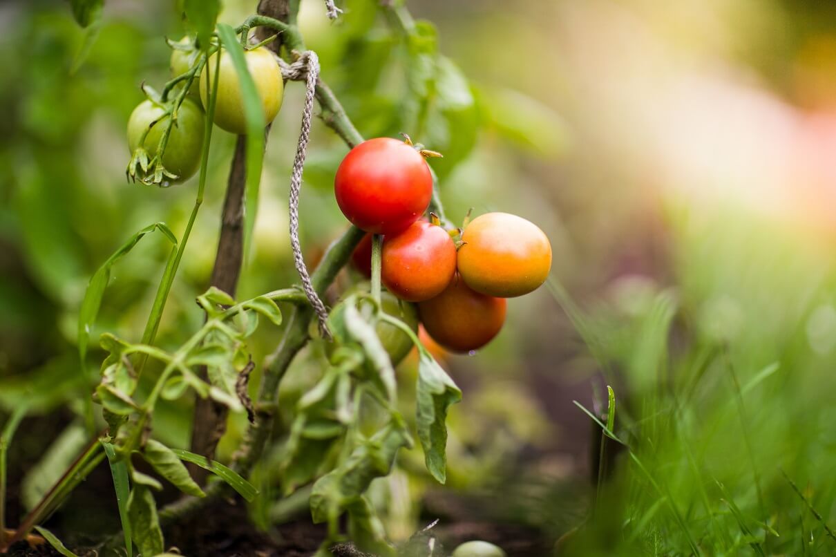 uprawa pomidorow w szklarni