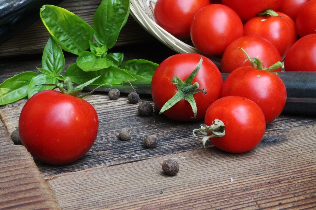 pomidory w szklarni