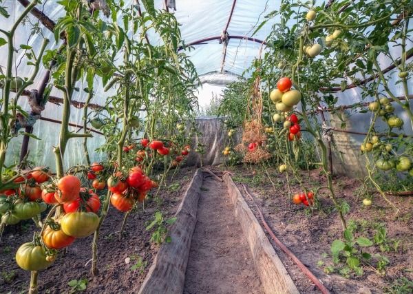 Uprawa pomidorów w szklarni - wszystko co musisz wiedzieć